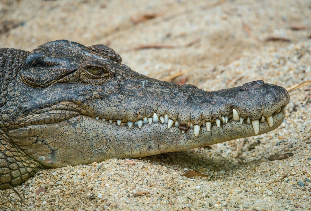 Cocodrilos marinos cruzan entre islas gracias a una técnica que los científicos acaban de confirmar 