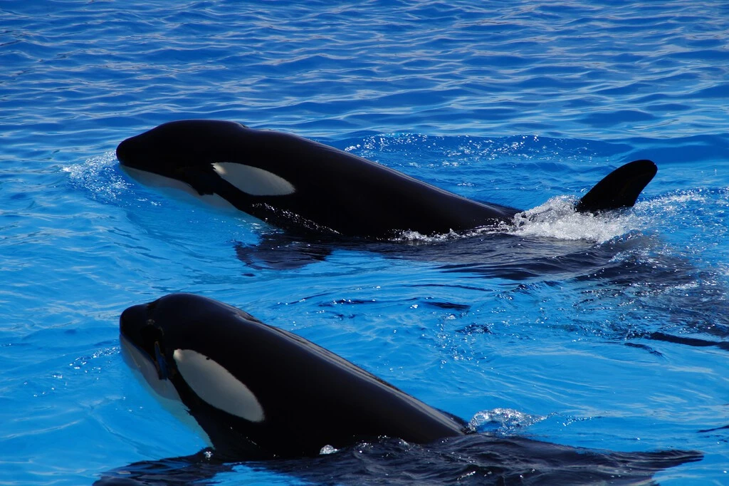 Investigadores de México descubrieron un extraño comportamiento en las orcas: comparten comida con los humanos para 