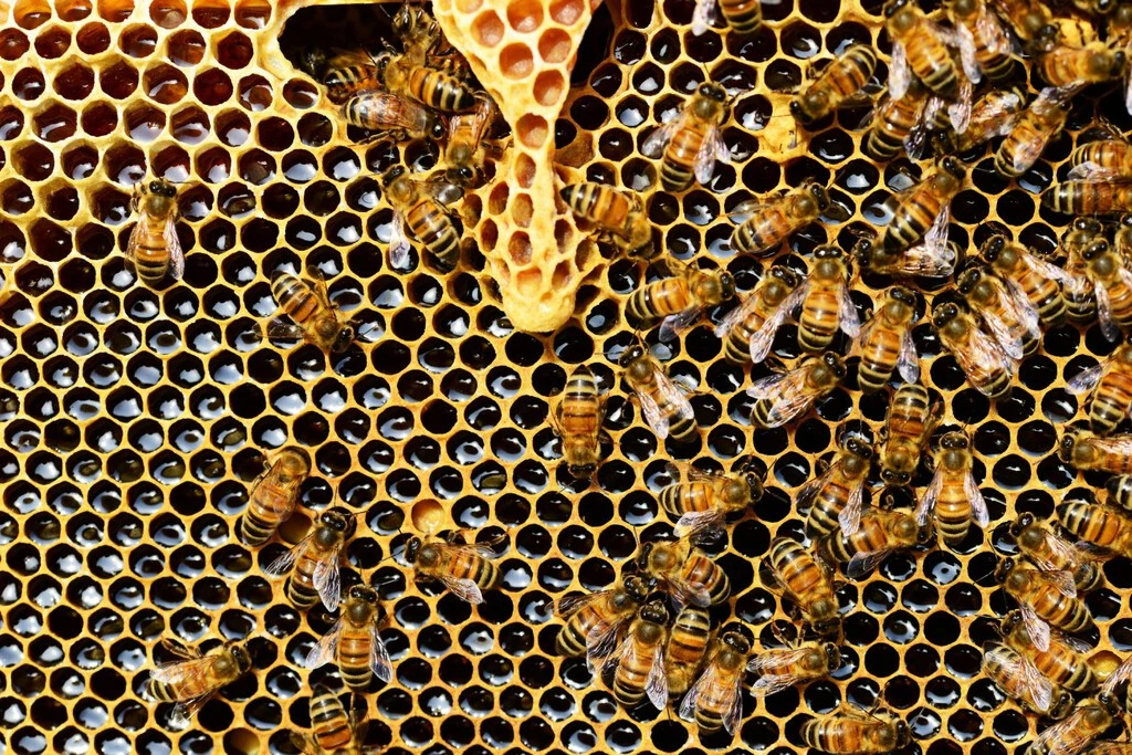 México tiene el 10% de las abejas del mundo, pero muchas están en peligro de desaparecer 