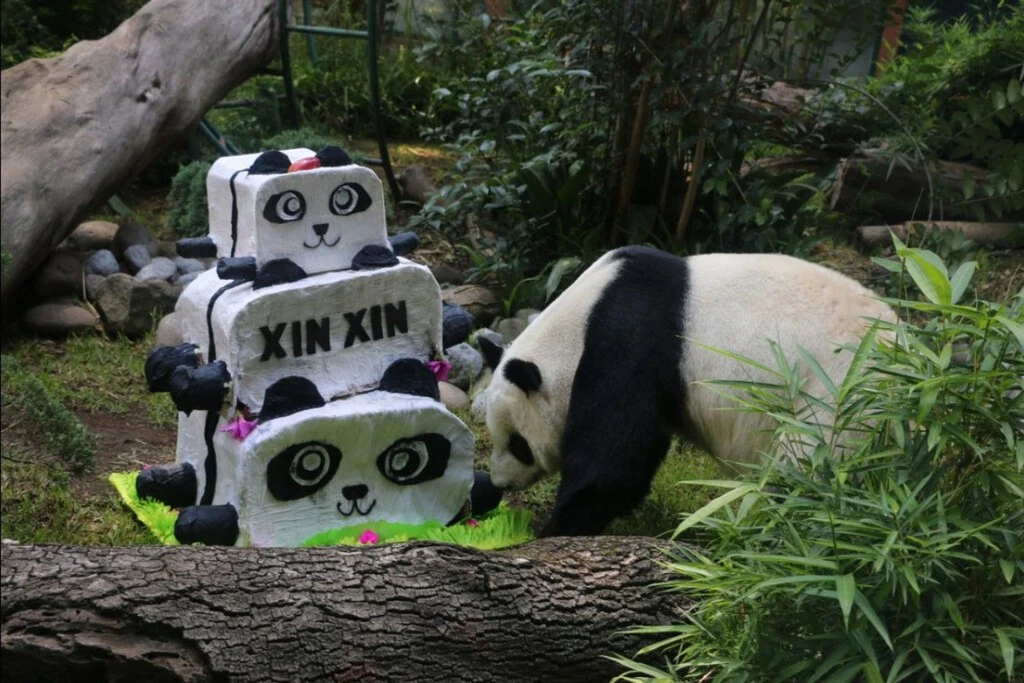China ya no presta pandas, y México está por perder al último de Latinoamérica: Xin Xin cumple 35 años y se prepara su despedida 