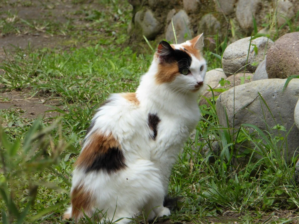 La ciencia resuelve el misterio de los gatos calicó machos, tras 120 años de incertidumbre 