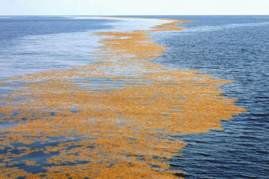 Existe un mar en el planeta que no toca tierra. Esto es porque no tiene costa 
