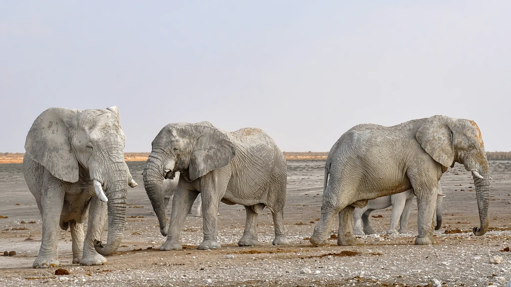 “Es un misterio”: los científicos quieren descubrir porque algunos animales viven días y otros hasta miles de años 