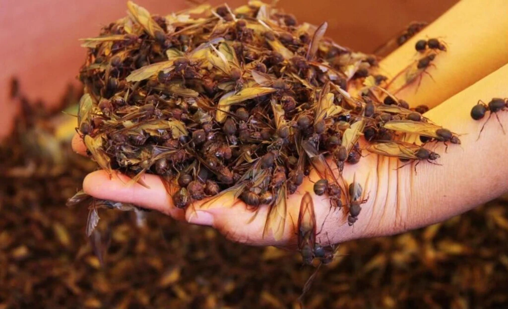 Cultivan hongos, su reina mide 30 mm de largo y ahora están cayendo en casi todo México por las lluvias: hormigas chicatanas