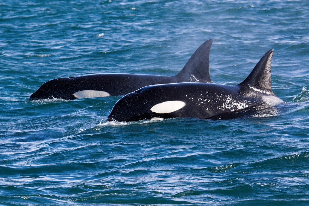Una zona en México se volvió el centro del caos turístico por la llegada de viajeros para nadar con orcas: no había regulación, hasta ahora 