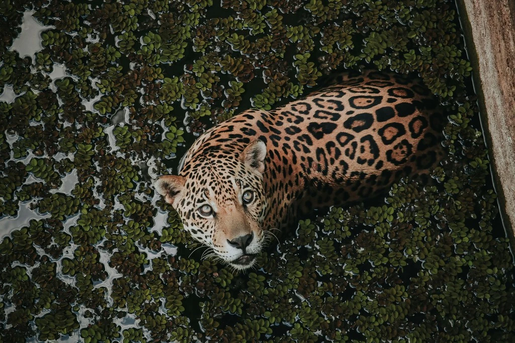 Alguien ha contado cuántos jaguares salvajes quedan en todo México. Hay muy buenas noticias 