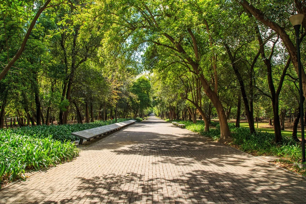 El Bosque de Chapultepec prepara un cambio histórico para convertirse en un referente ambiental en el mundo 