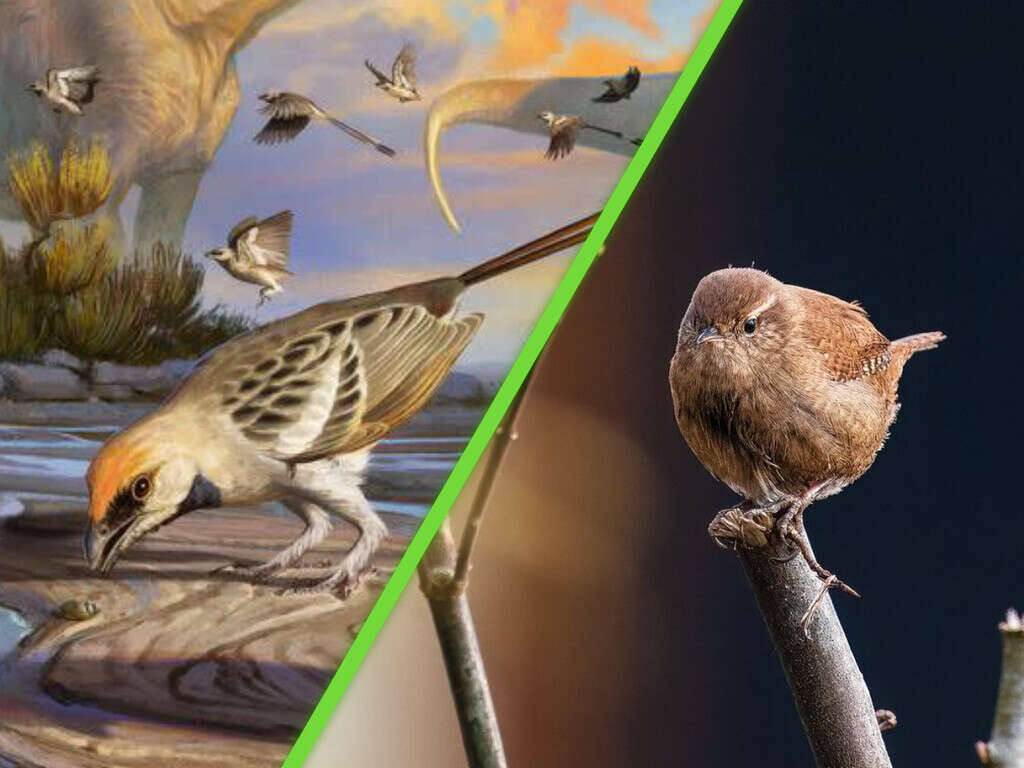 Pasaron 80 millones de años para que un fósil diera una revelación histórica: la evolución en el cerebro de las aves  