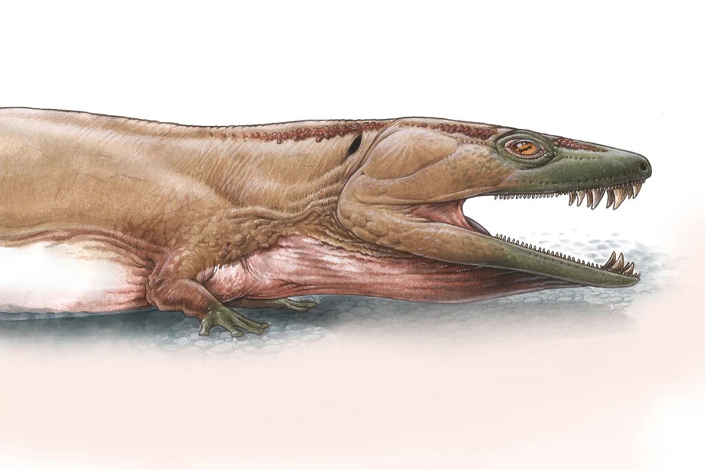 Es feroz, gigante y existió antes de los dinosaurios: por fin sabemos cómo se ve la salamandra gigante de Namib 