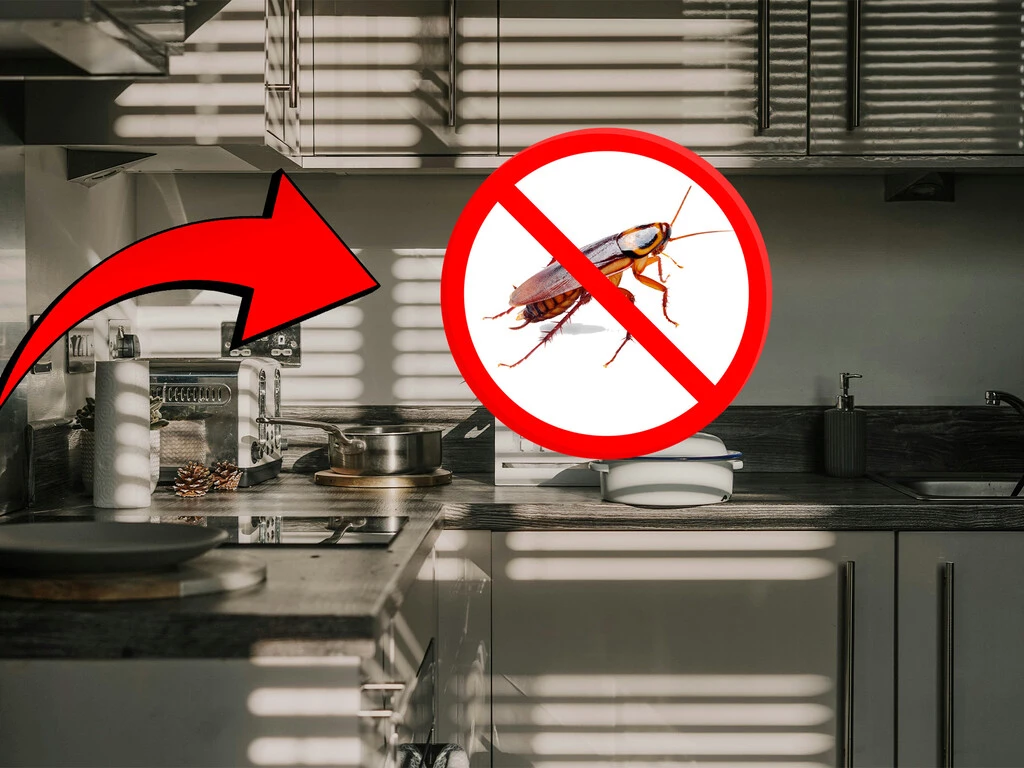 Es barato, lo venden en la farmacia y lo están usando para acabar con las cucarachas: la ciencia dice que sí funciona 