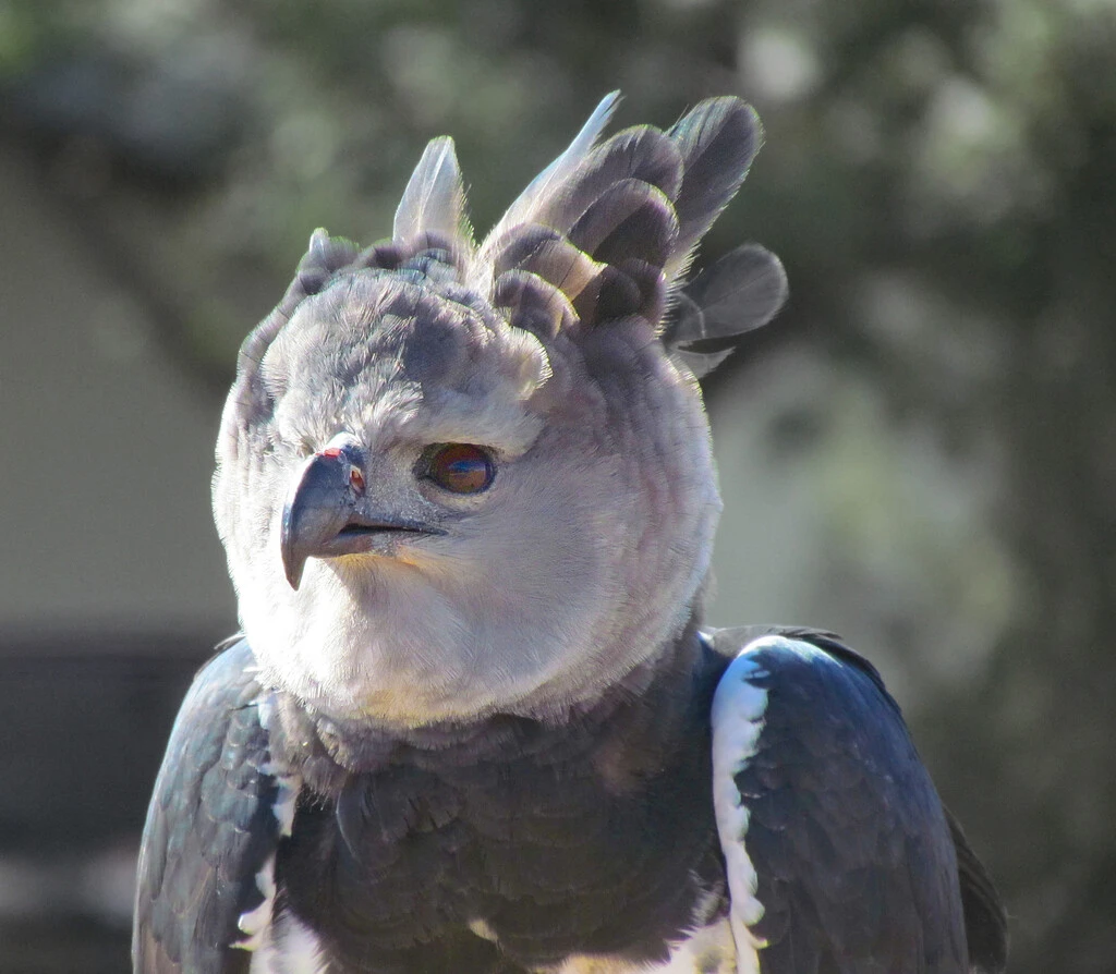 Se creía extinta en México, pero el águila que tiene su nombre inspirado en la mitología griega reaparece: la arpía mayor 