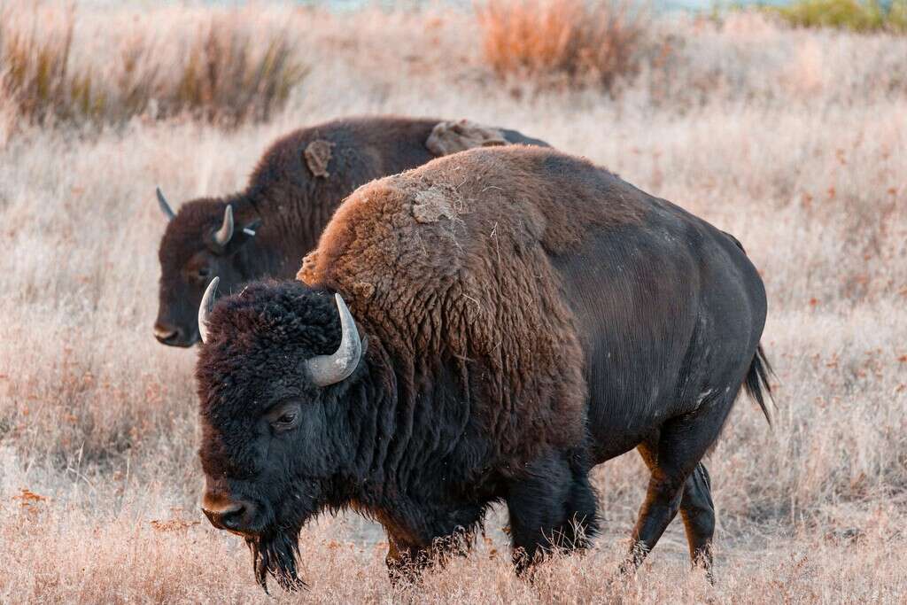 Pasaron más de 120 años para que los bisontes salvajes de Yellowstone lograran la conservación: ahora son una única población reproductora 