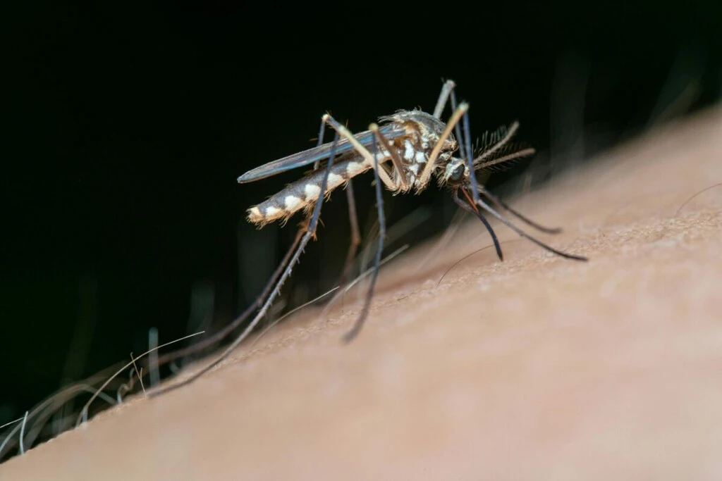 Dile adiós a los mosquitos con esto: aprende el truco del papel higiénico 