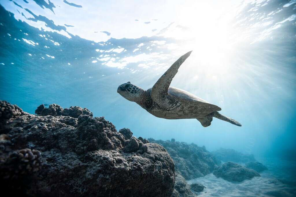 El campo magnético de la tierra les da un superpoder a las tortugas marinas: las hace bailar  