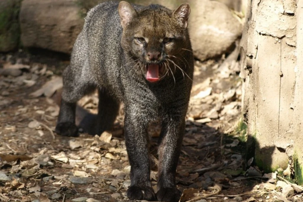 Tras 40 años sin ser visto, el jaguarundi, un depredador que se creía extinto, reaparece y enciende las alarmas en Estados Unidos  