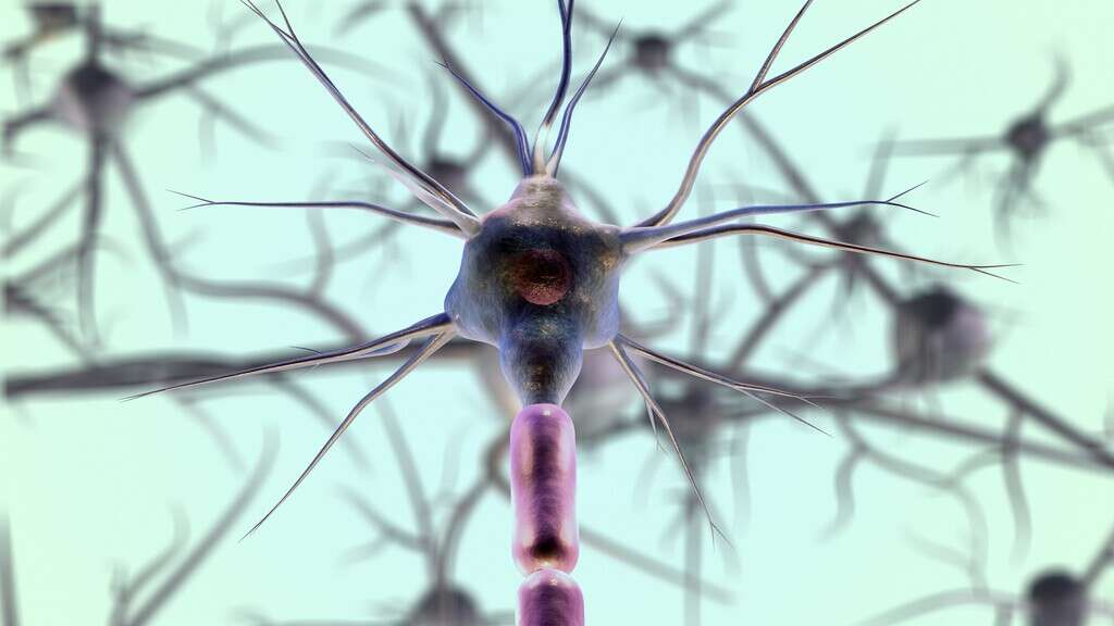 Esta neurocientífica tiene un sencillo truco para que todos puedan recuperar neuronas perdidas  