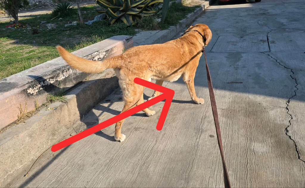 Si llevas a tu perro sin correa en vía pública, ten cuidado: esto dicen los expertos y la ley en México sobre esta práctica  