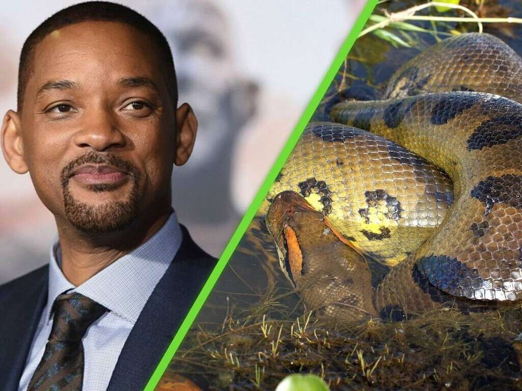 “El tamaño era increíble“: la historia de cuando Will Smith descubrió la serpiente más grande del mundo 