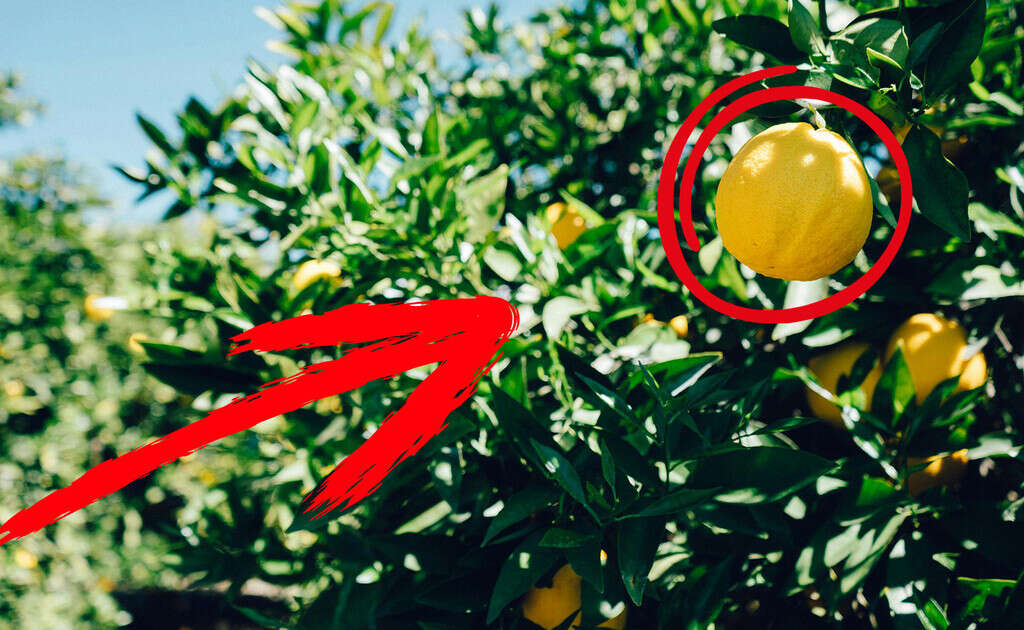 Cómo y cada cuánto podar un árbol de limones, esto es lo que dicen los expertos 