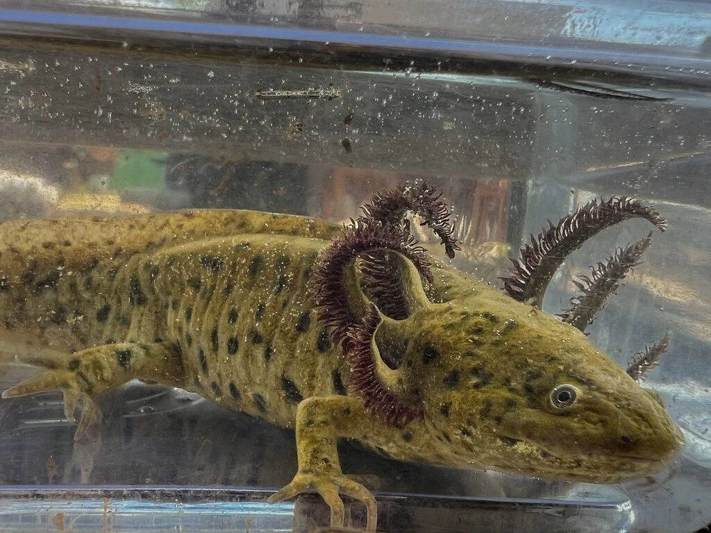 El ajolote del Altiplano sigue resistiendo en CDMX: científicos encontraron cinco ejemplares en un lago de Tláhuac 