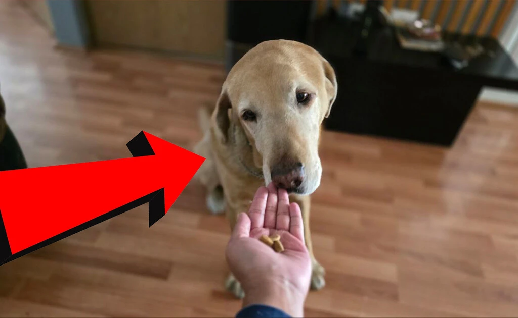 No todo es la marca, esta es la manera más sencilla de saber si las croquetas de tus perros son buenas  