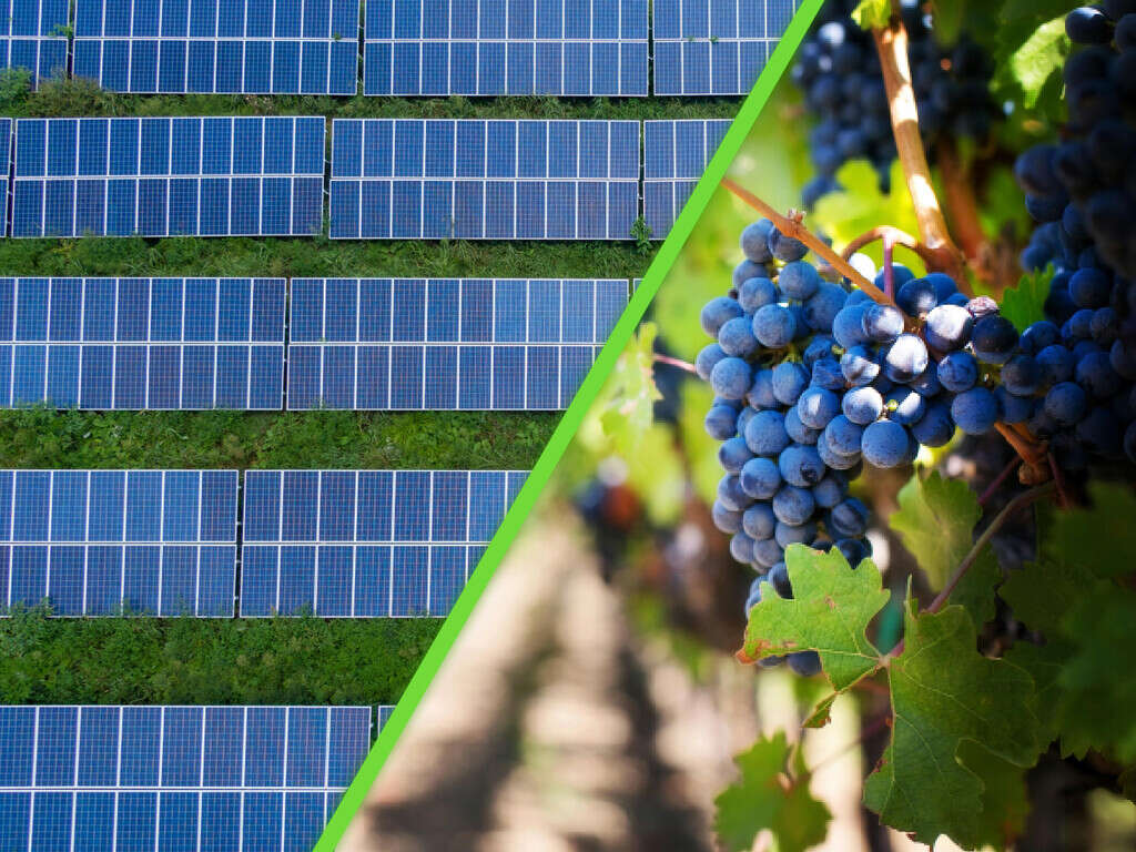 Una bodega en este país instaló paneles solares en viñedos y descubre algo que cambia el sabor del vino  