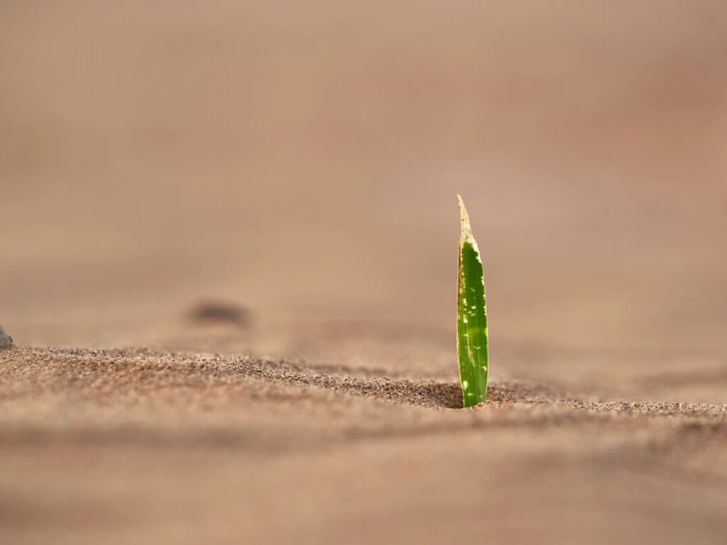 Ya nos rendimos con detener las sequías, así que los científicos han hecho otra cosa: crear plantas que las sobrevivan 