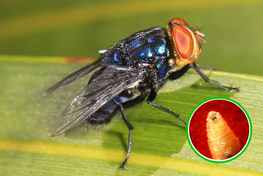 El gusano barrenador es un problema para México y solo existe una solución 