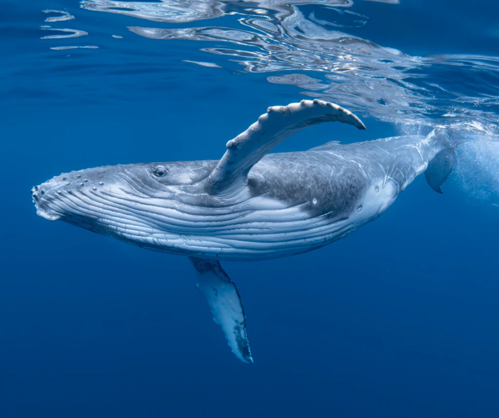 Islandia ha tomado una medida drástica tras la turbulencia económica mundial: suspender la caza de ballenas 