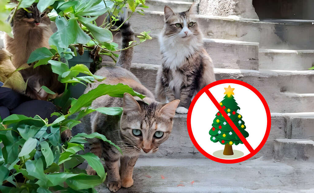 Tu árbol de Navidad puede sobrevivir a tu gato: los consejos definitivos para que no lo destruya
