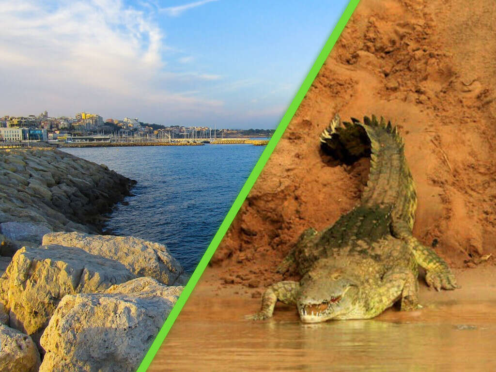 Esta playa cerró durante horas por culpa de un supuesto cocodrilo; aunque fue una falsa alarma, tenían buenos motivos para preocuparse  