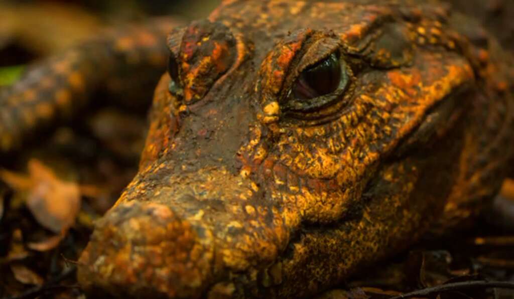 Se arrastraron a una cueva, comieron murciélagos y ahora están mutando a una nueva especie: cocodrilos enanos anaranjados 