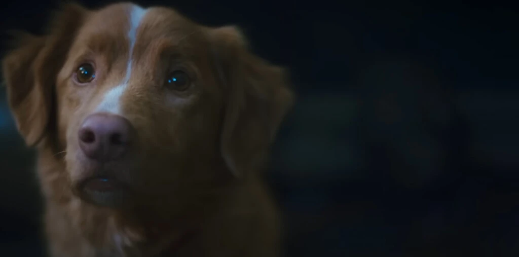 Es de terror, se llama Good Boy y su tráiler volvió loco al internet por una sola razón: todos quieren saber si muere el perro 