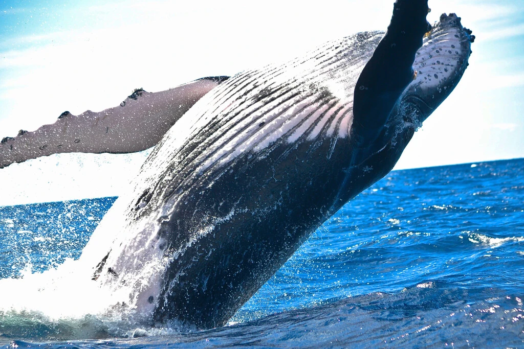 Si vives con el miedo de ser tragado por una ballena, la ciencia dice que debes estar tranquilo: no hay nada que temer 