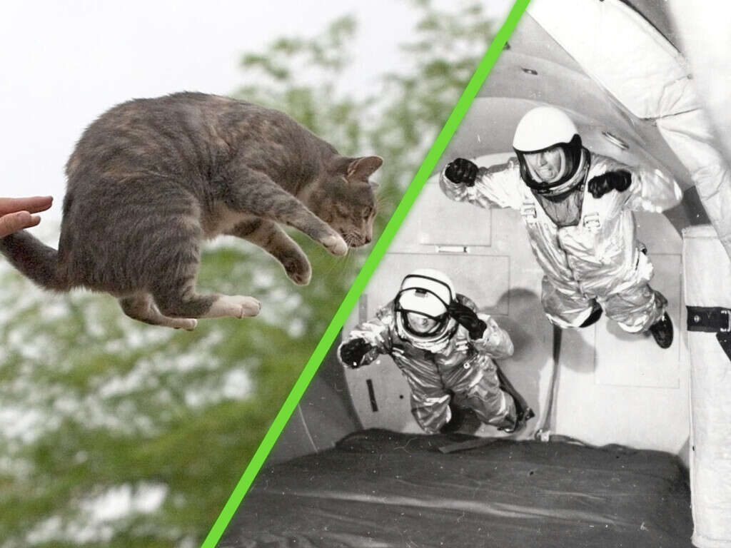 El día que la Fuerza Aérea de Estados Unidos puso a dos gatos en microgravedad para ver si caían de pie  