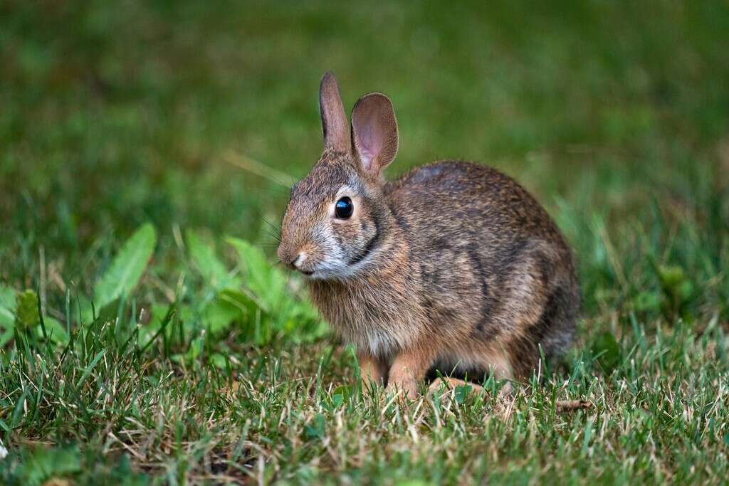 “Me quedé sorprendido”: este conejo redescubierto en México no solo es una especie rara, no se había visto uno en 130 años 