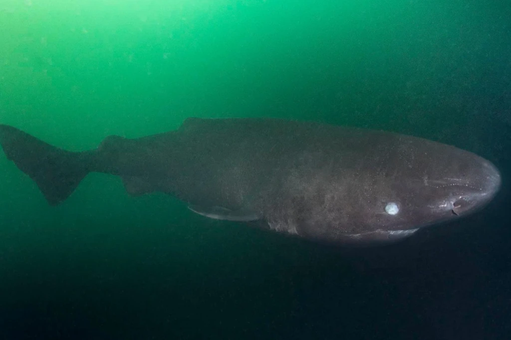 Estos científicos lanzaron una vaca al mar de China. No esperaban a ocho invitados inesperados al buffet 