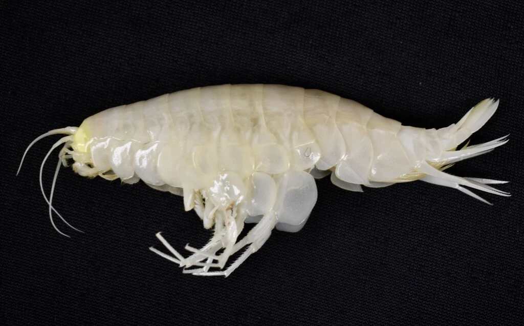 Parece un camarón blanco, pero es el crustáceo más grande del mundo y los investigadores ya saben por qué es tan raro de ver 