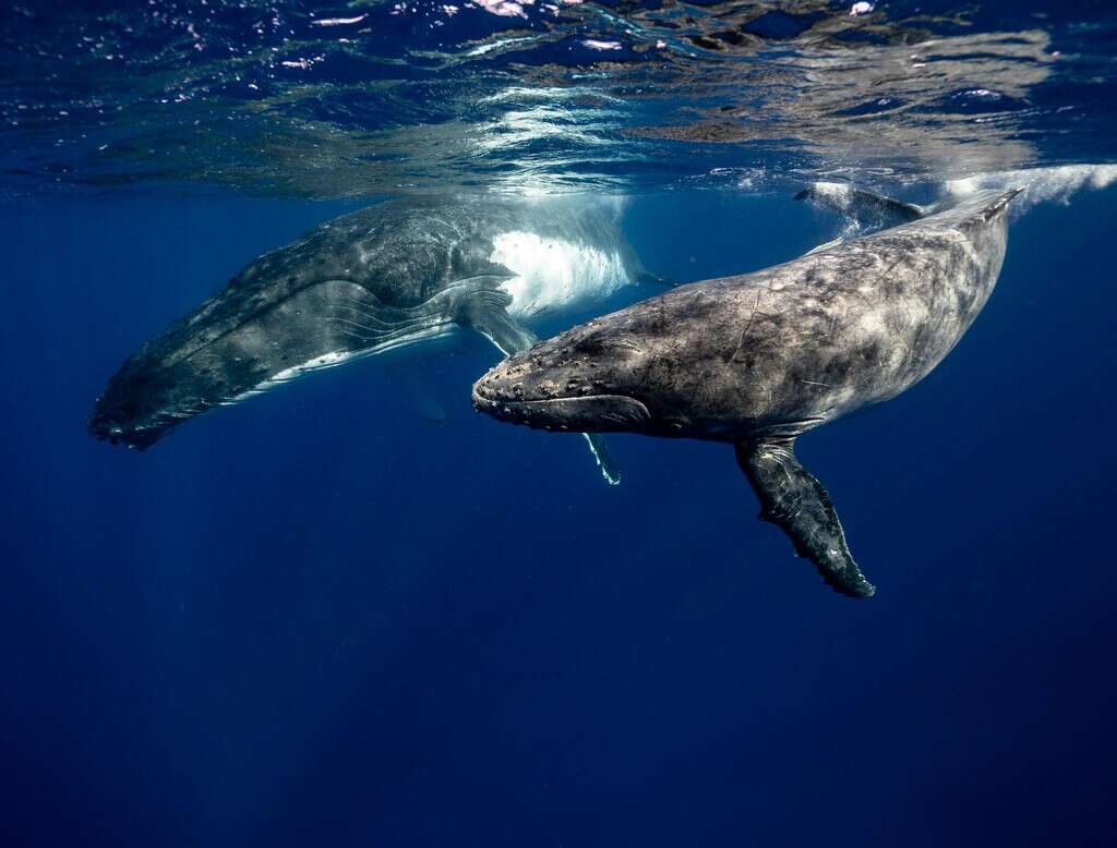 Estas ballenas cantan siguiendo las mismas reglas que el lenguaje humano: la ciencia descubre una conexión inesperada 