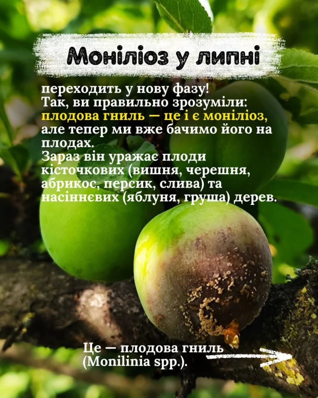 Зробіть це в липні, щоб не втратити врожаю. Садівниця розповіла, як захистити сад від моніліозу