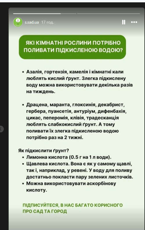 16 кімнатних квітів, які потребують підкисленої води. Рецепт приготування й режим поливу