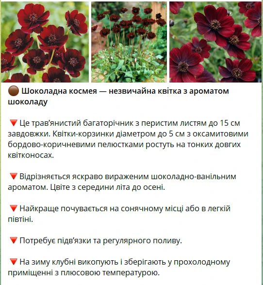 Пахне шоколадом і не любить тіні. Квітникарка розповіла, як доглядати за шоколадною космеєю