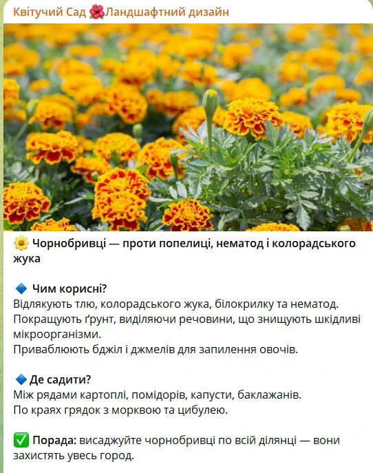 Посадіть ці квіти на своїй ділянці – і вони захистять урожай від попелиці та колорадського жука