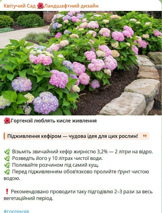 Квітникарка розповіла про ефективне натуральне підживлення, яке люблять гортензії, і назвала пропорції