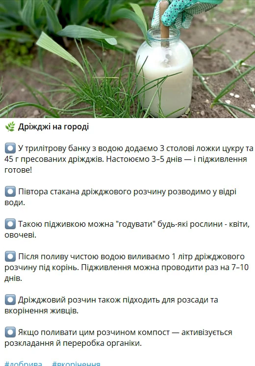 Поливайте цим город раз на тиждень – і зберете щедрий урожай. Рецепт універсального підживлення без хімії