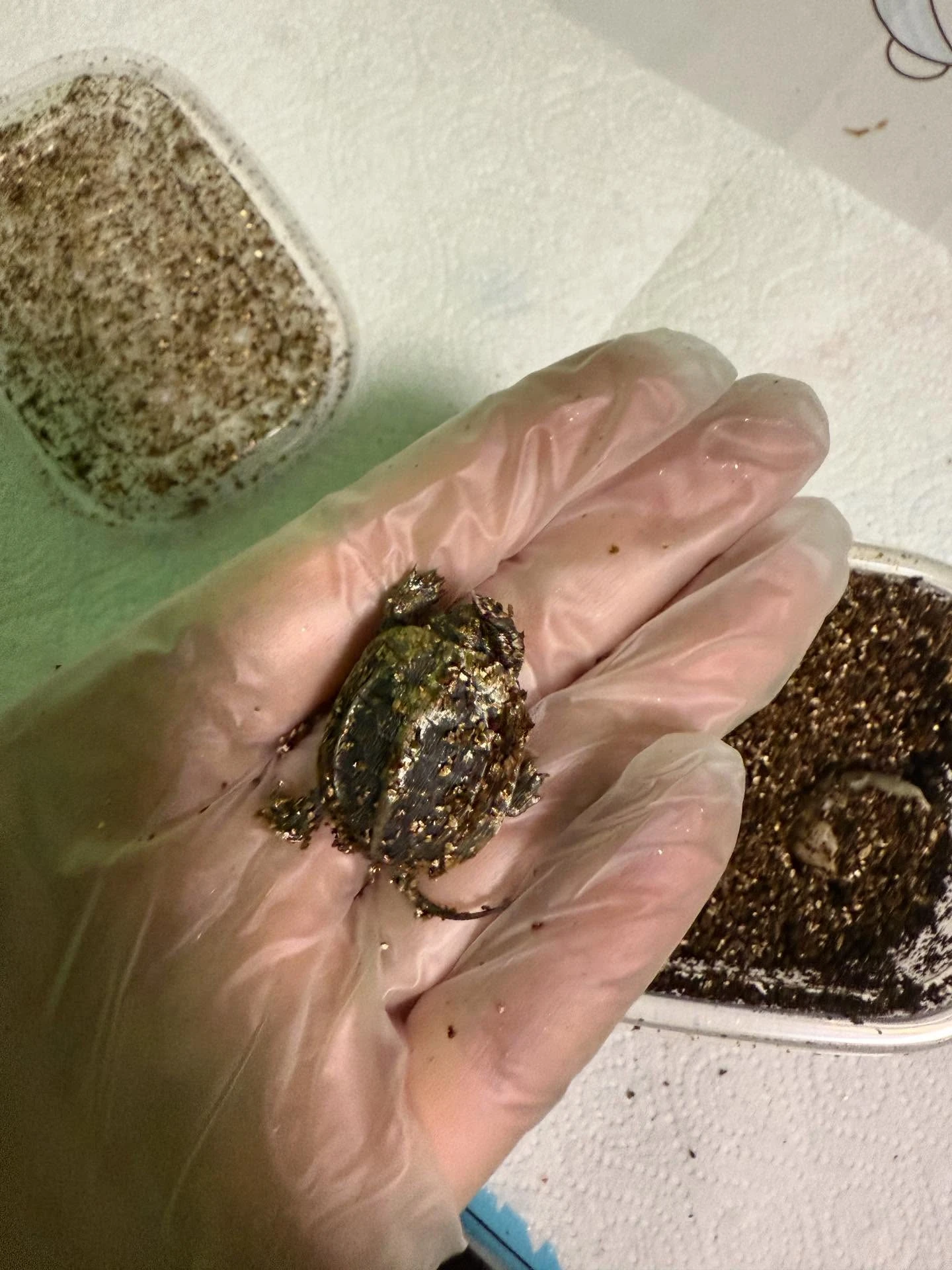 Українку почало трусити після того, як вона розпакувала посилку з Китаю. Ось що там виявилося