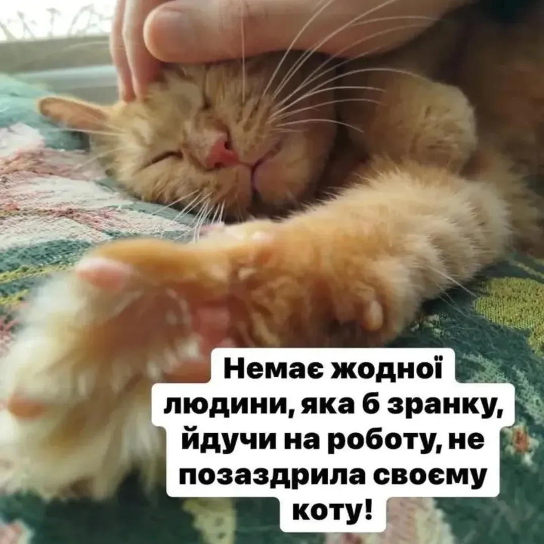 Ці 10 мемів про котів і роботу можна дивитися вічно. Добірка, яку захочеться зберегти в закладках
