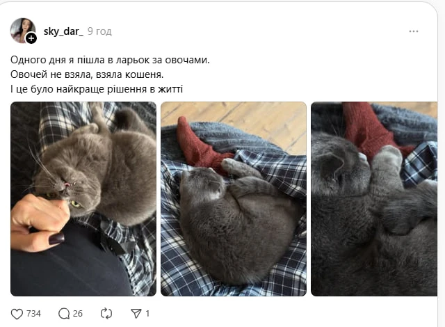Їх кинули на вулиці, але сталося диво. Неймовірні історії, після яких захочеться завести вдома кота