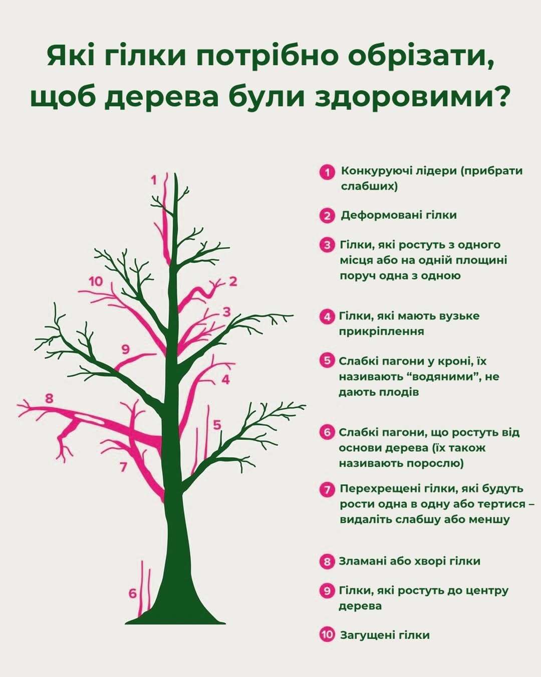 Садівники назвали гілки, які потрібно видалити під час весняного обрізання саду. Схема