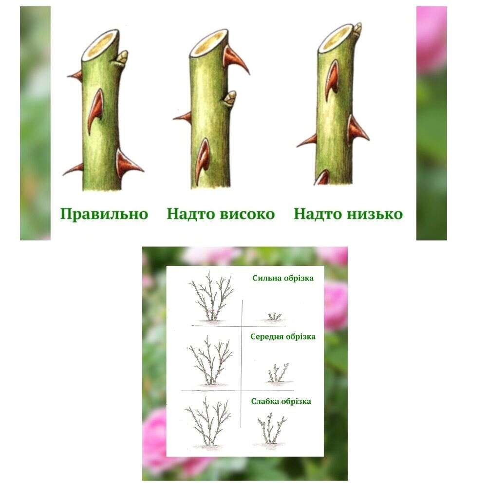 Весняне обрізання троянд. Садівники показали схему, як робити це правильно